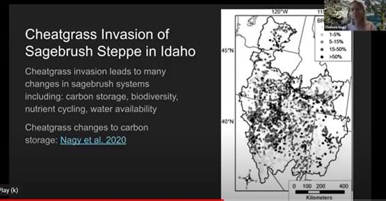 Cheatgrass Invasion of sagebrush in Idaho