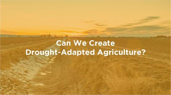 Yellow image of farm field with skyline and words Can We Create Drought-Adapted Agriculture?