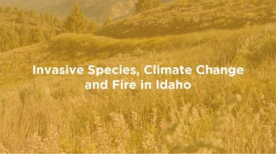 Idaho landscape with cheat grass and wildflowers and title Invasive Species, Climate Change and Fire in Idaho