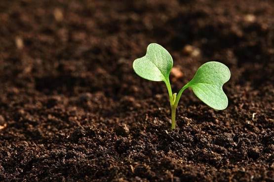 A small plant grows out of the soil.