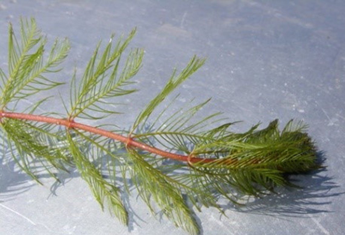 A flexible stem with evenly spaced rings of shorter stems and needle-like leaves.