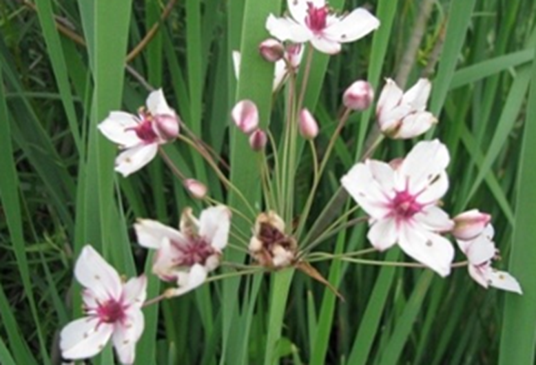Flowers with dark pink centers fading out to nearly-white petals growing among tall aquatic grass.