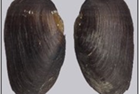 A flat, brown, oval mollusk shell.