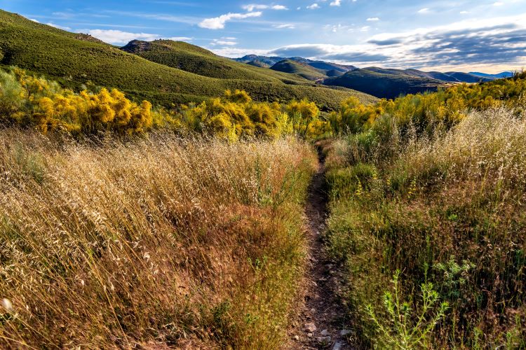 Webinar thumbnail: a trail through a mountain meadow crowded with long grasses.