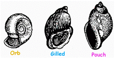 Three types of snail shells: orb, gilled, and pouch. The orb shell wraps around itself, while the other two spiral upward from the opening.
