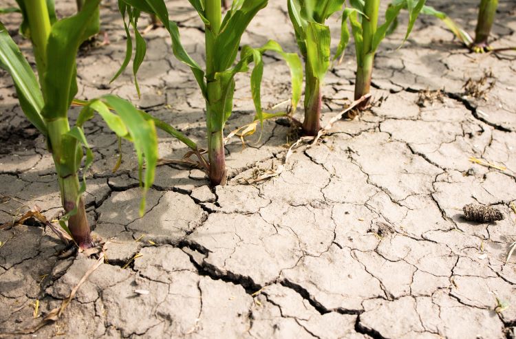 Small corn stalks growing in dry, cracked soil.