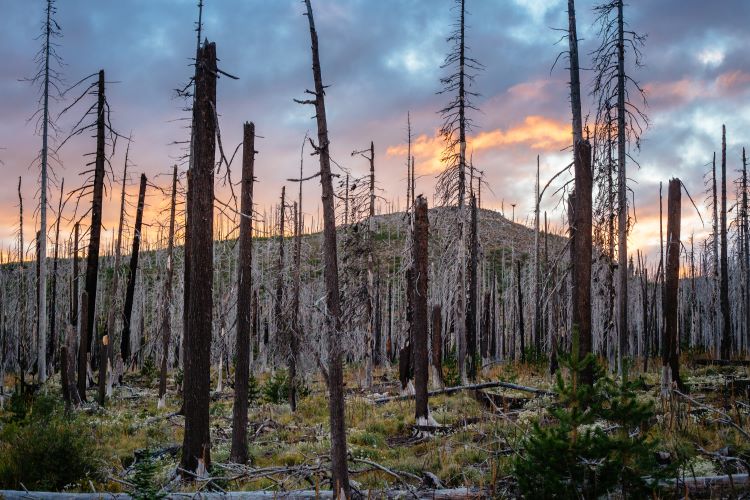 Webinar thumbnail: a burned forest landscape.