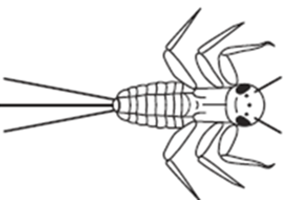 Line drawing of Mayfly Nymph, a 6-legged insect with a thicker abdomen than the stonefly nymph.