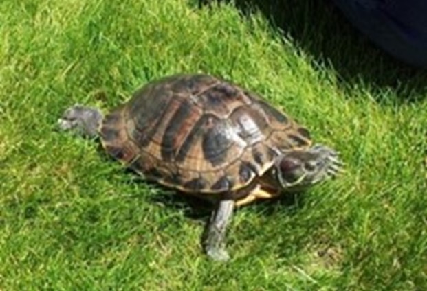Red eared slider, a small turtle walking in the grass.