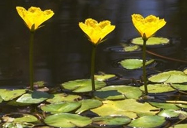 Yellow flowers on vertical stalks above round leaves floating on the water's surface.