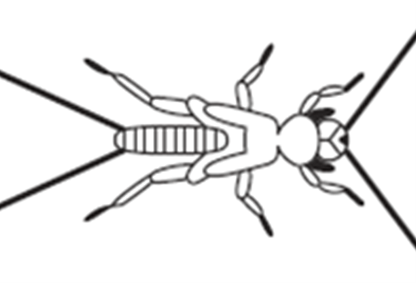Line illustration of a stonefly nymph: a 6-legged insect with a very narrow abdomen.