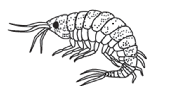 Line drawing of an amphipod, a curved crustacean with several legs.