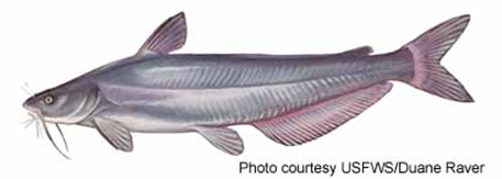 A blue catfish. A thick, grey-blue fish with long feelers growing from near its mouth.