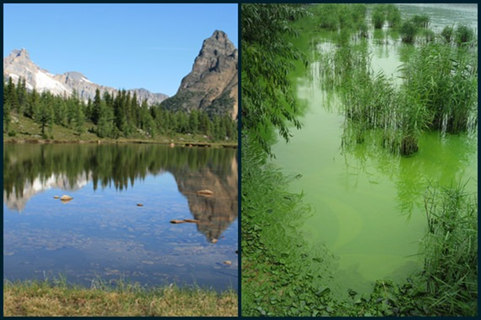 The left side of this picture shows a clear, mountain lake. The right side shows a highly eutrophic lake.