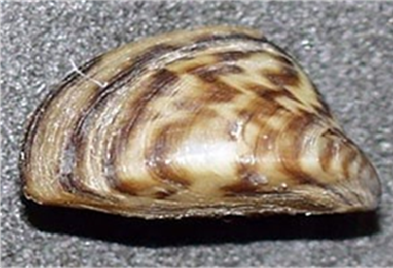 A flat, triangular shell with light and dark brown stripes.