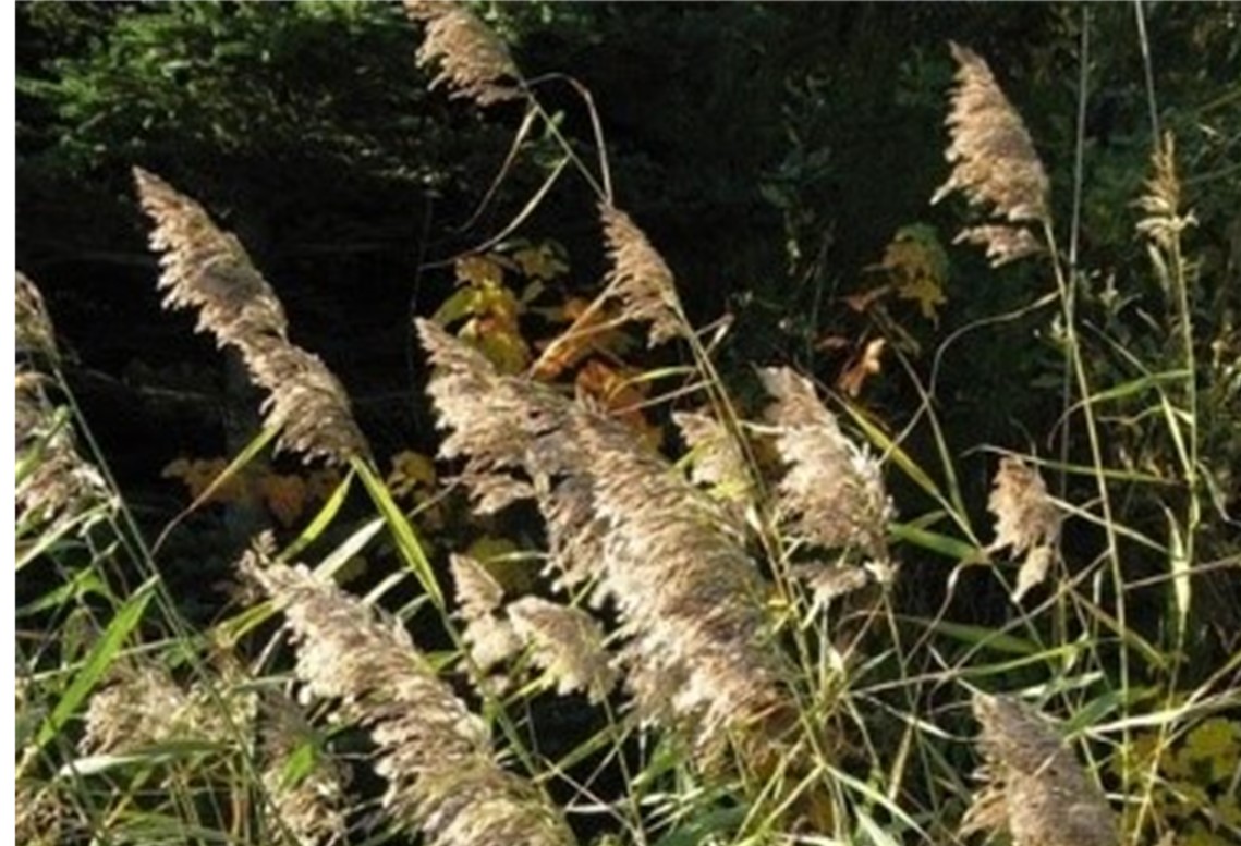 Tall stemmed grasses with feathery seed bunches at top.