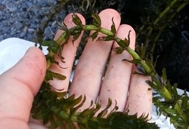 An aquatic plant with several leaves growing in evenly spaced rings around a flexible stalk.
