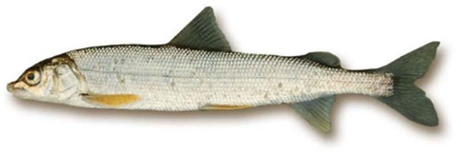 A mountain whitefish. Long, slender, and light colored