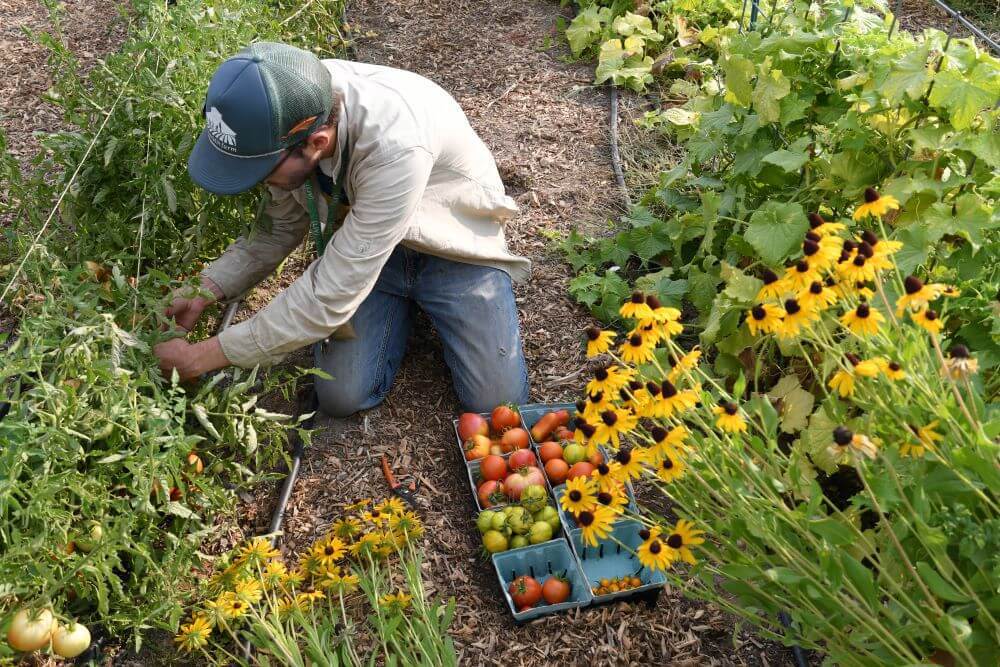 Sustainable Food Systems w/ Boise Urban Garden School (BUGS) (off-site) event thumbnail