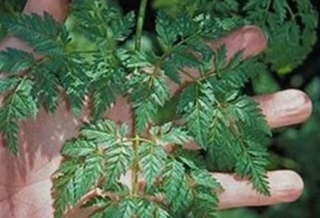 Flat branch ends with flexible stalks and stems with many leaves growing in bunches.