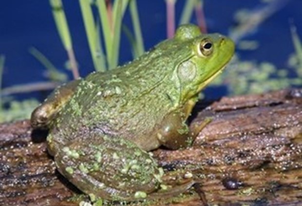 A green bullfrog resting on a log.