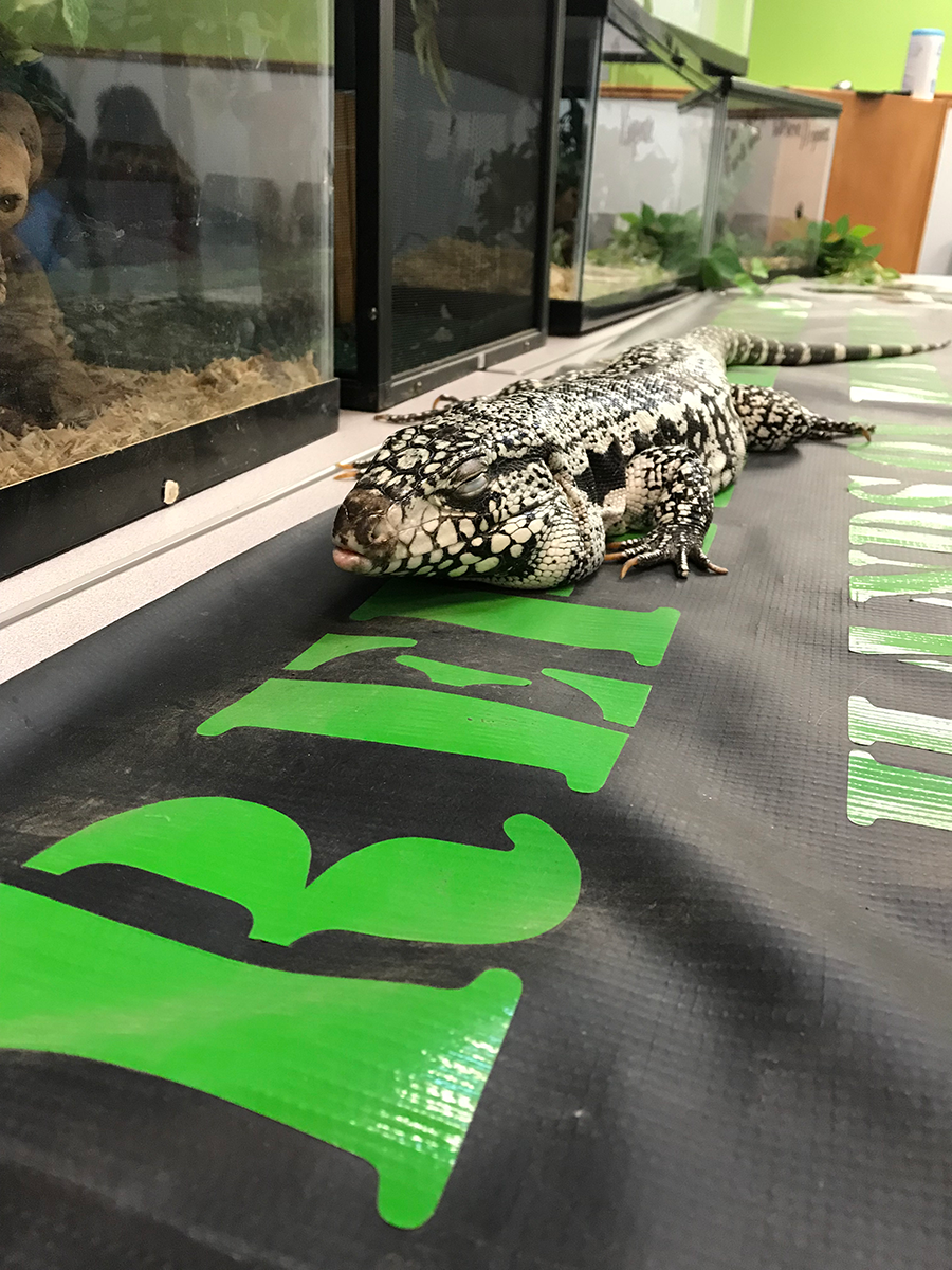 A large lizard from the Idaho Reptile Zoo near several terrariums.