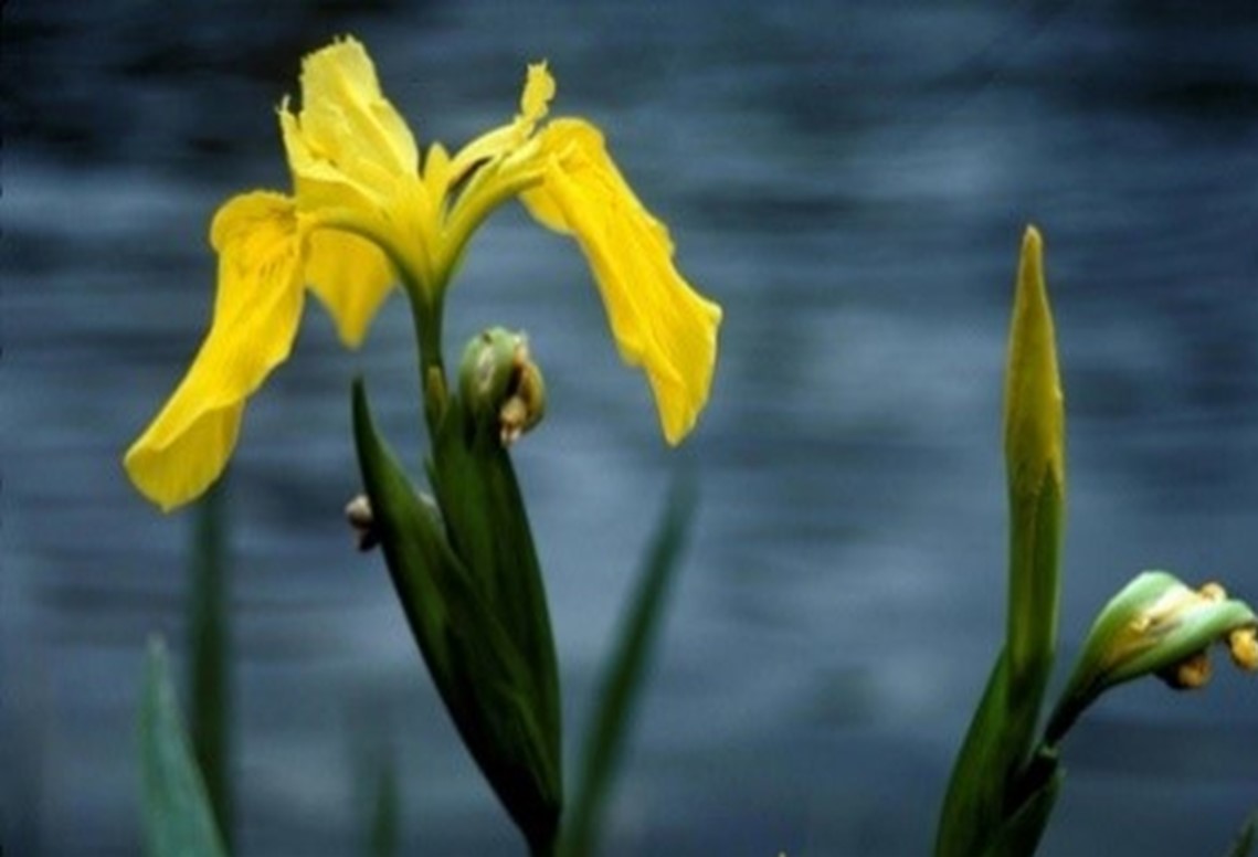 A yellow iris and closed bud growing at the edge of a pond.